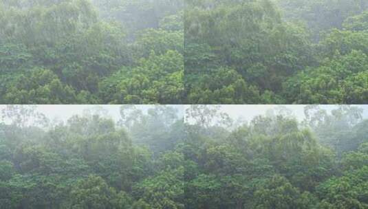 森林下雨树林下雨雨季暴雨树丛大风大雨高清在线视频素材下载