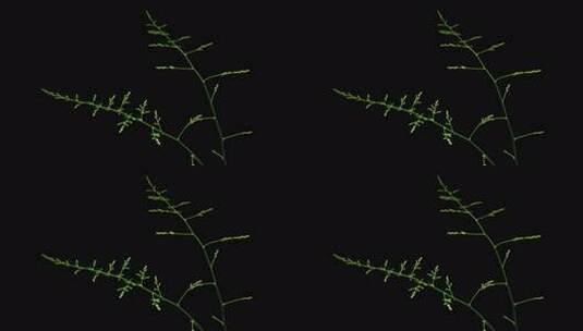 文竹生长过程延时摄影60帧4k高清在线视频素材下载