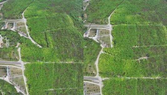 海南莲花山文化景区航拍高清在线视频素材下载