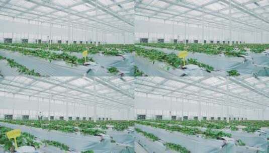 4K温室大棚种植草莓高清在线视频素材下载
