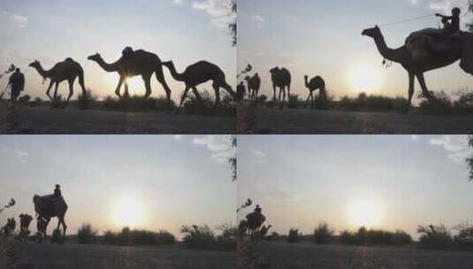 逆光下牵着骆驼经过高清在线视频素材下载