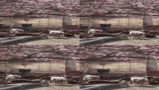 新疆杏花村羊圈里的一群小羊羔竖版竖屏高清在线视频素材下载