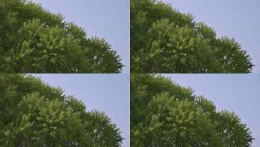 春天随春风摆动的绿色杨柳柳树枝头特写高清在线视频素材下载