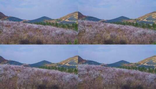 【高清8K】漫山桃花航拍高清在线视频素材下载