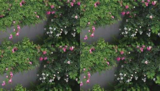 俯拍美丽的私家花园春天鲜花盛开高清在线视频素材下载