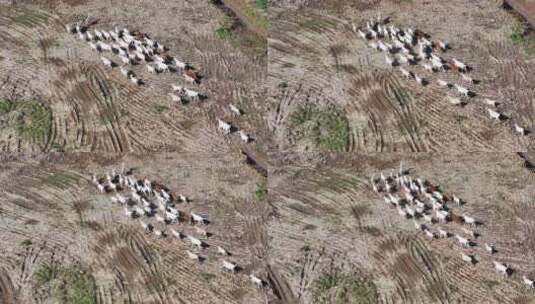 航拍长江沿岸滩涂上的山羊群高清在线视频素材下载