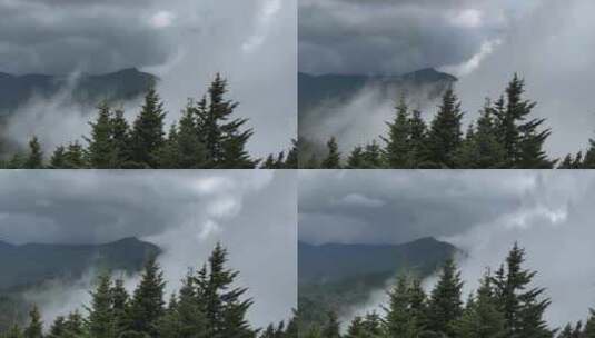 山顶云海森林雾气蒸腾风景素材高清在线视频素材下载