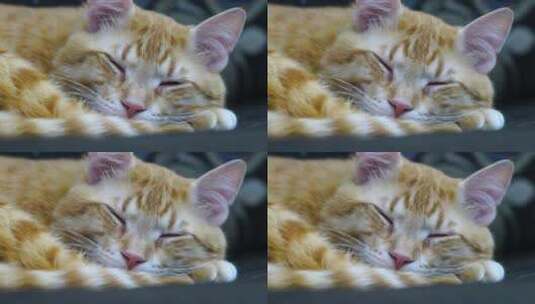 睡猫高清在线视频素材下载