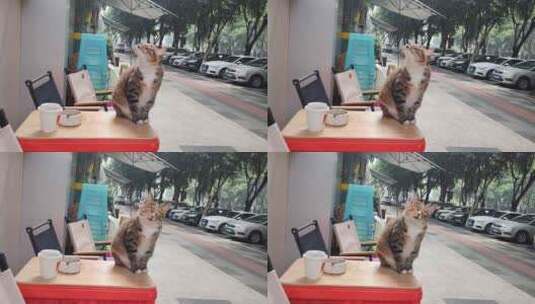 小猫跳到咖啡桌上来高清在线视频素材下载