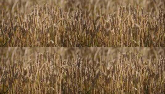 实拍金黄的麦子成熟视频高清在线视频素材下载
