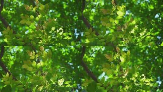 夏天阳光透过清新绿色树叶的治愈系光影高清在线视频素材下载