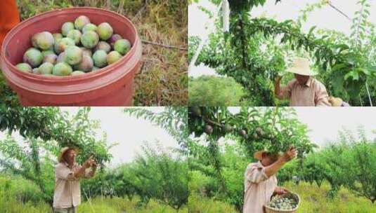 李子产地 李子种植 李子种植基地高清在线视频素材下载