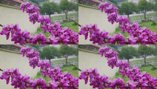 春天里的紫荆花花朵开放高清在线视频素材下载