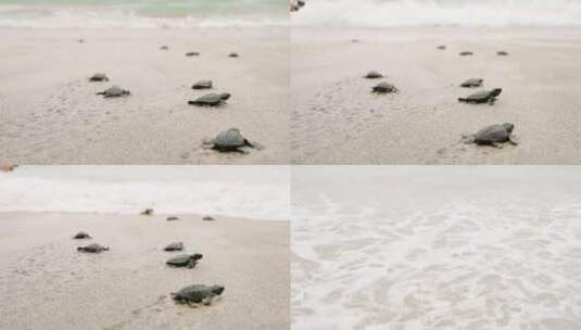 舱口，沙子，海岸，海龟高清在线视频素材下载