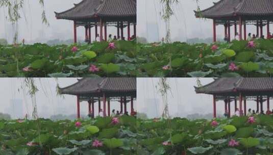 济南夏季大明湖，雨中荷花盛开娇艳醉人高清在线视频素材下载