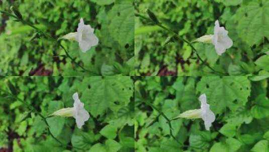 野生白花的特写镜头高清在线视频素材下载