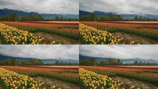 郁金香种植园景观的延时视频高清在线视频素材下载