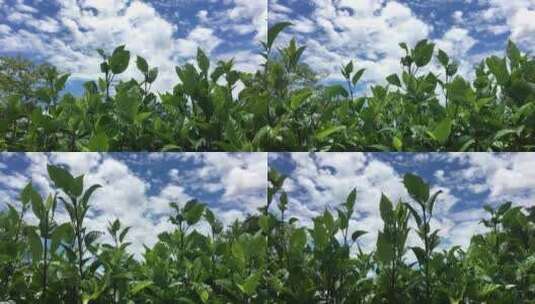 蓝天白云下的植物高清在线视频素材下载