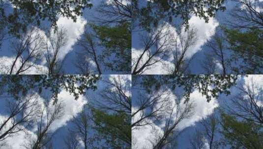 仰拍蓝天下的树木高清在线视频素材下载