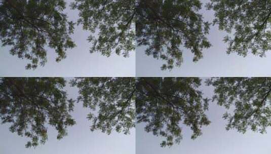 微风吹拂的树叶高清在线视频素材下载