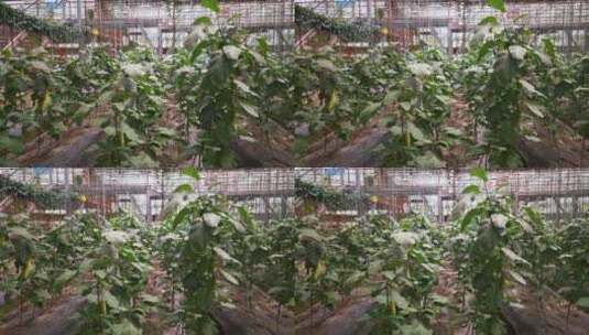 实拍 大棚 有机 蔬菜 农业 种植高清在线视频素材下载