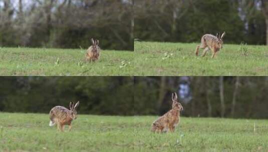 草地上的兔子高清在线视频素材下载