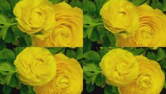 花园里绽放的黄色的花高清在线视频素材下载
