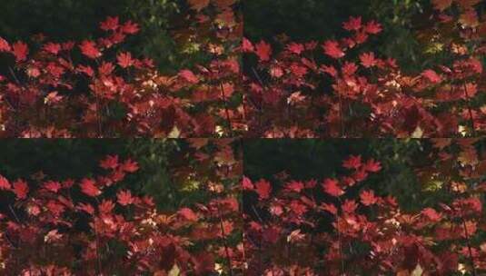 美丽的红枫叶高清在线视频素材下载