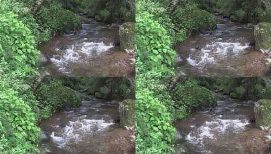 小溪穿过树林高清在线视频素材下载