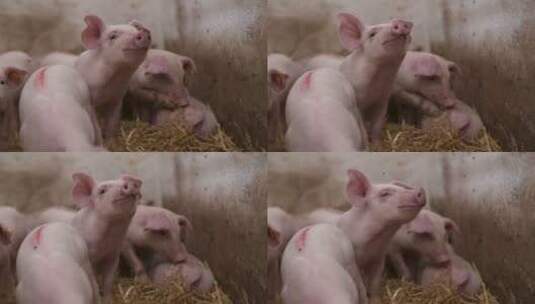 家畜农场的小猪高清在线视频素材下载
