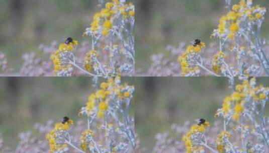 大黄蜂在花瓣上采集花蜜高清在线视频素材下载