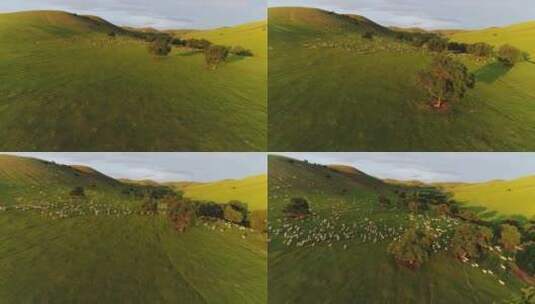 航拍夕阳草原树木小路羊群高清在线视频素材下载