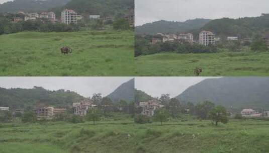 乡村小溪溪流河流牛吃草自然生态环境溪边高清在线视频素材下载