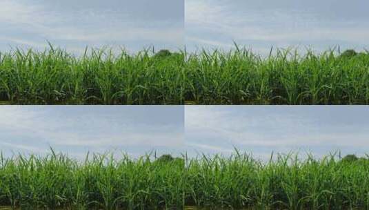 实拍蓝天绿色秧苗水稻高清在线视频素材下载