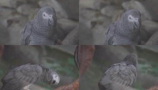 【镜头合集】灰鹦鹉羽毛鸟喙鸟嘴眼睛高清在线视频素材下载