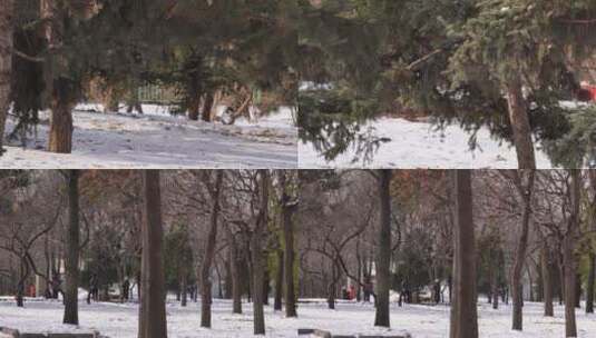 【镜头合集】落雪下雪松树林雪松雾凇森林高清在线视频素材下载