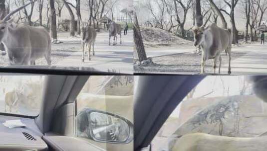 【镜头合集】野生动物园车里投喂羚羊高清在线视频素材下载