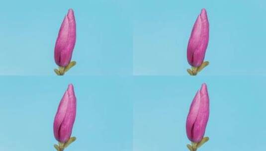紫玉兰花开绽放在蓝色背景上的的延时高清在线视频素材下载