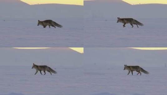 狐狸在雪中奔跑高清在线视频素材下载