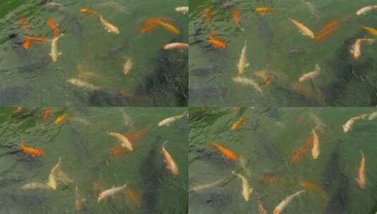 池塘里的锦鲤和鲢鱼高清在线视频素材下载