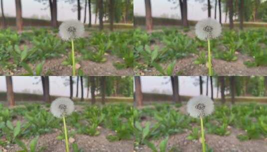 蒲公英种子植物高清在线视频素材下载