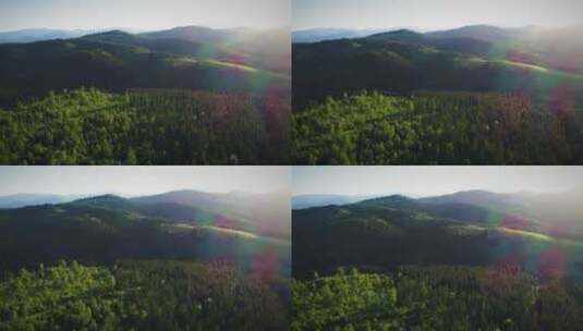 阳光照耀下的夏天美丽的森林高清在线视频素材下载