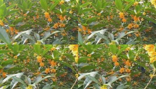 金桂桂花植物高清在线视频素材下载