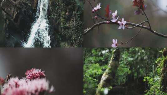 森林植物流水昆虫微距唯美合集高清在线视频素材下载