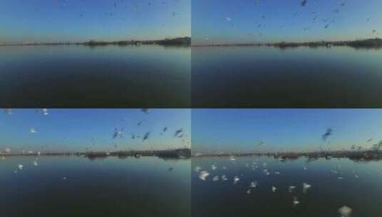 大群海鸥在云南滇池飞翔高清在线视频素材下载