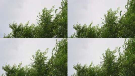 夏天阴雨天大风吹动树叶高清在线视频素材下载