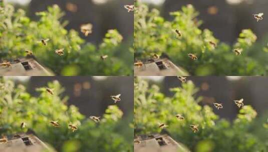 蜂群在养蜂场飞舞的慢镜头高清在线视频素材下载