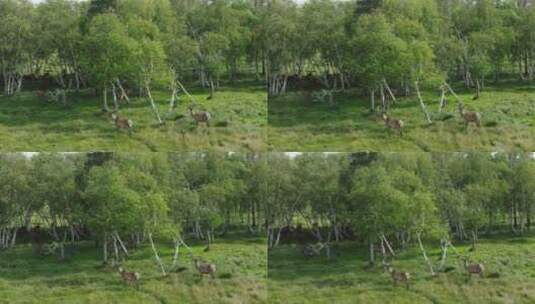 森林里的一群鹿高清在线视频素材下载