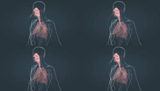 人体呼吸系统肺功能肺呼吸肺活量三维动画高清在线视频素材下载