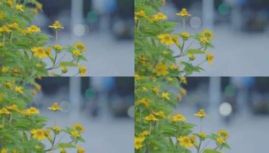 广州城市街边小黄花小菊花高清在线视频素材下载